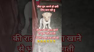 #funny 🙏🤔😂😅#comedy #pets #memes #cute 🥰#youtubeshorts #viraldog #labrador