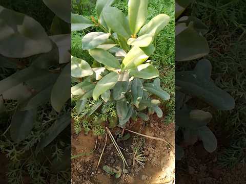 घर पर आसानी से लगाए लॉन्ग का पौधा #gardening