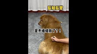 感觉狗狗眼神里有着浓浓的鄙视啊！ #万物可爱计划  #小狗是宠物更是家人  #内容启发搜索  #萌宠出道计划  #抖音萌宠