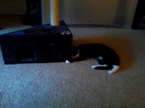 First catnip experience