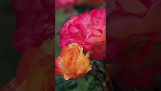 Relaxing flower story #flowers #naturestories #gardening