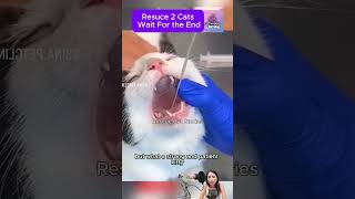 Scary but Brave! Kitten Endures Life-Saving Procedure #CatRescue #RescueCat #cat #kittenrescue