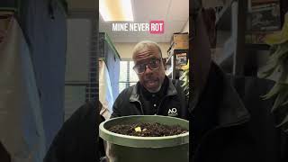 How to grow a pineapple 🍍 #pineapple #pineappleplant #andrethefarmer #garden ingtips #indooindoors