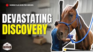 Shattered Into Her Thoracic Cavity | Horse Shelter Heroes - S6 E24