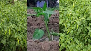 मिर्च की खेती कैसे की जाती हैं /Village Vlog