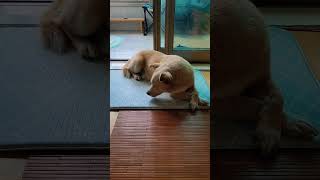 어색한 사이 강아지🐾 '이 오빠 뭐야! 여기서 왜 이래! 지금 나 급한데...🐶'