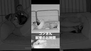 去勢後のゴンは寝るときの姿が可愛すぎる　#元野犬 #ガブゴン #保護犬 #いぬのいる生活 #いぬとねこ #犬のいる生活