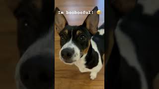She’s all of that!!! #dog #puppy #puppy #maplepets #dog #pets #maples #funny #doglover