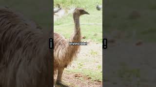 The Great Emu War: When Australia Lost to Birds (Seriously)
