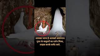 अमरनाथ में 2 कबूतर का महत्व #mahadev #mahakal #shivji