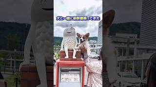 犬と新幹線に乗ってきた #コーギー #コーギーのいる暮らし #ホップ #新幹線 #子犬 #corgi #hop