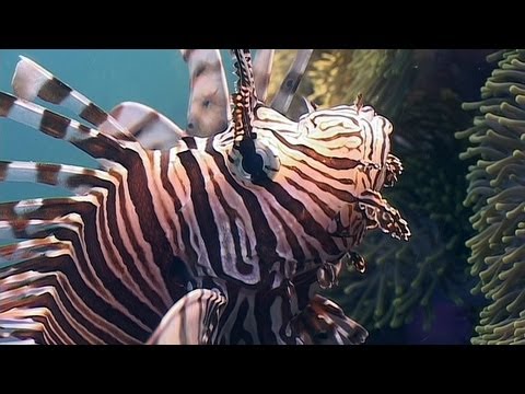 Lionfish, Sea Urchins, Crown of Thorns - Reef Life of the Andaman - Part 17