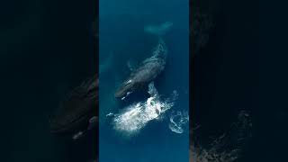 "Battle of the Giants: Humpback Whales vs. Orcas"