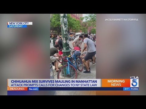 NY dog mauling prompts calls for change