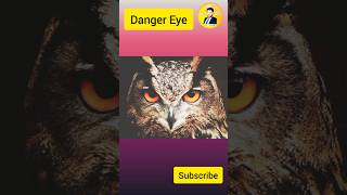 Danger Eye #Shorts #Owl #Birds