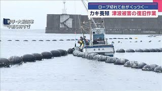 ロープ切れて台がくっつく… 津波被害のカキ養殖施設で復旧作業【スーパーJチャンネル】(2025年8月2日)