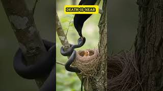 DEATH IS NEAR #SnakeAttack #BirdNest #NatureDrama #WildlifeFight #SnakePrey #DangerousEncounter