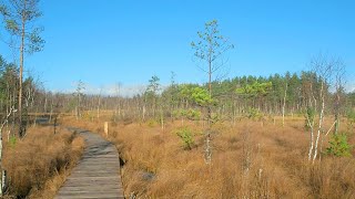 🌾Сестрорецкое болото・🌲Белоостров・Прогулка по Питеру・Осень 2021・Санкт-Петербург・СПб・Алексей Михайлов