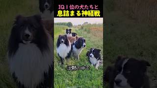 A tense battle of nerves with the Border Collie, the dog with the highest IQ