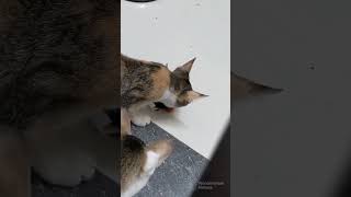 #cat #catlover #catshorts #catvideos #catplaying #catpeople #mycat #ilovemycat #catsarethebest