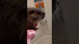 What Does a Baby Nutria Eat?