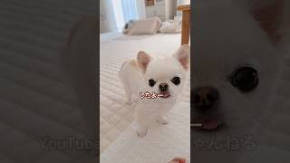どんどんウソが上手になってきた兄犬🤣 #チワワ #ほっこり #癒し #ほのぼの #平和 #多頭飼い #わんこ #犬