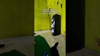 wes mboh #foryou #stitch #javacomedy #viral #funny #jawakomedi #memes #jawangakak #comedy #memelucu