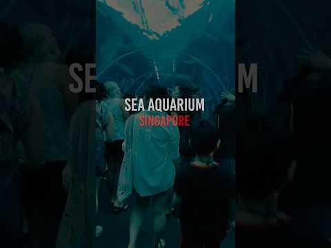 #seaaquariumsingapore #seaaquarium #singaporetravel #pabiloniatravels #visitsingapore #sentosa