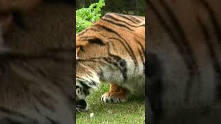 Asian tiger