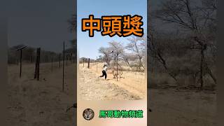【肉塊砸臉】雄獅暴怒瞬間...下一秒全場笑翻！」🦁💥#野生動物 #獅子 #動物世界 #動物解說 #動物紀錄片#動物世界 #nature #wild #動物爆笑瞬間