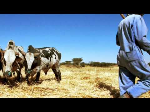Eritrean music 2020