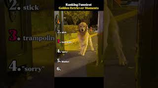 Ranking Funniest Golden Retriever Moments