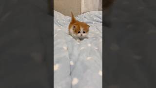 Cuties 😻🥰 #cat #kittenmusic #cuteanimal #kitten #cutepet #catlover #musiccat #cutecat #viralvideo