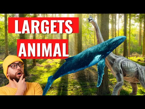 What was the largets animal on earth?