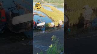 Floating Rice Farms  The Future of Agriculture Is Here! #shorts