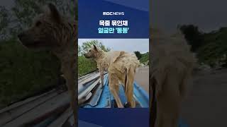강아지 극적 구조 #Shorts (MBC뉴스)