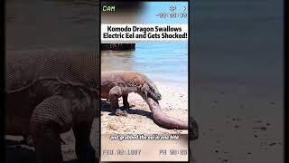Komodo Dragon Swallows Electric Eel and Gets Shocked! #komododragon #wildlifebattle #naturedrama #