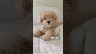 공 던져줄 남친 구해요🐶 #puppy #애견영상 #cutedog #도그독 #동물농장강아지 #pets #cute #반려견 #강아지브이로그