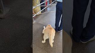 dog in pashupatinath temple||labrador dog||#dog#shorts#viral#trending#funny
