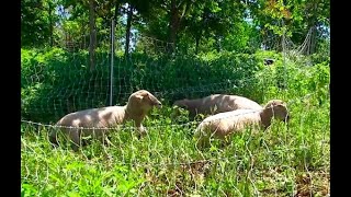 Animals Like Dogs and Sheep Provide Humane Solutions to Nature's Invasive Problems