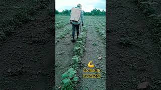 Roundup