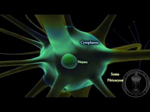 Physiologie du système nerveux : Neurone - partie 1