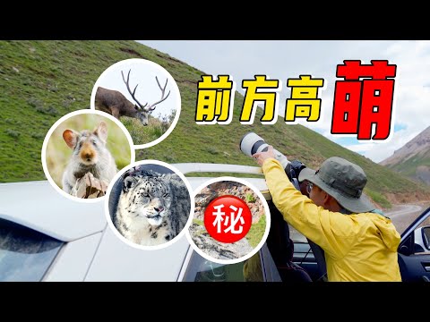 萌物来袭！花6000元深入无人峡谷，72小时蹲守野生动物，只为拍它！