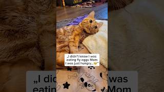 We love you Ruby ❤️  #cat #cats #catlover #catstagram #meow #viral