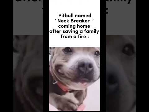 Pitbull names be like: