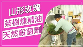 茶樹精油是超強殺菌劑！？茶樹精油具有殺菌消炎的效果，對健康有很大的幫助，這種有機食用玫瑰使用茶樹精油殺病菌，天然環保無菌生長！【蔬果百科真有趣】