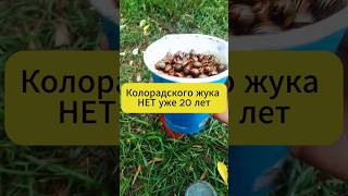 Колорадского жука нет уже 20 лет! #дача #огород #сад #картофель #колорадскийжук #вредители