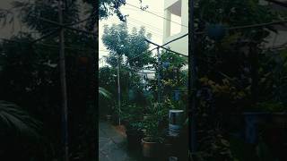 #rain #rainyseasonvibes #vaana #varshamam #raining #rainyday