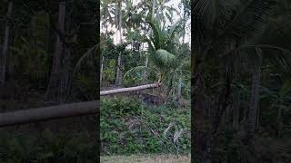 BUKID ADVENTURES #music #relaxingmusic #nature #bukid #bukidfeels #lubi #coconut