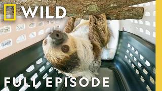 Sloth Spring (Full Episode) | Secrets of the Zoo: Tampa | Nat Geo Animals